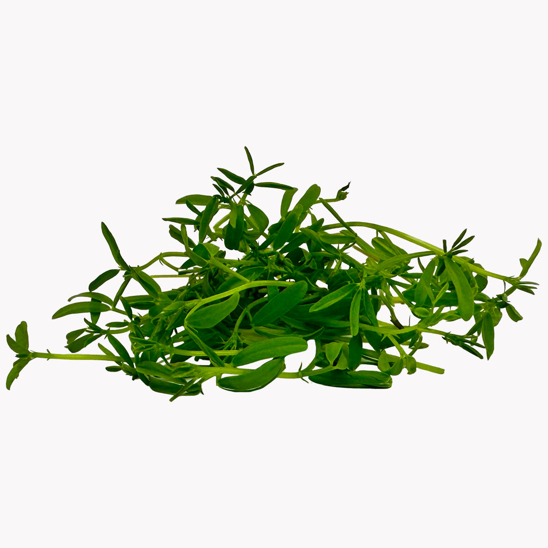 Semená Microgreens | Šošovka zelená