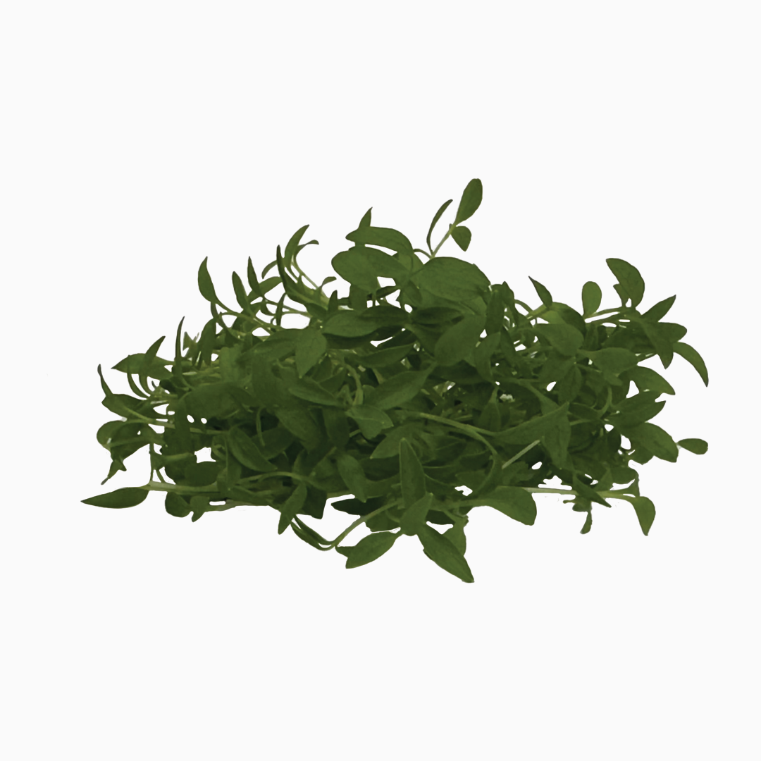 Semená Microgreens | Petržlen