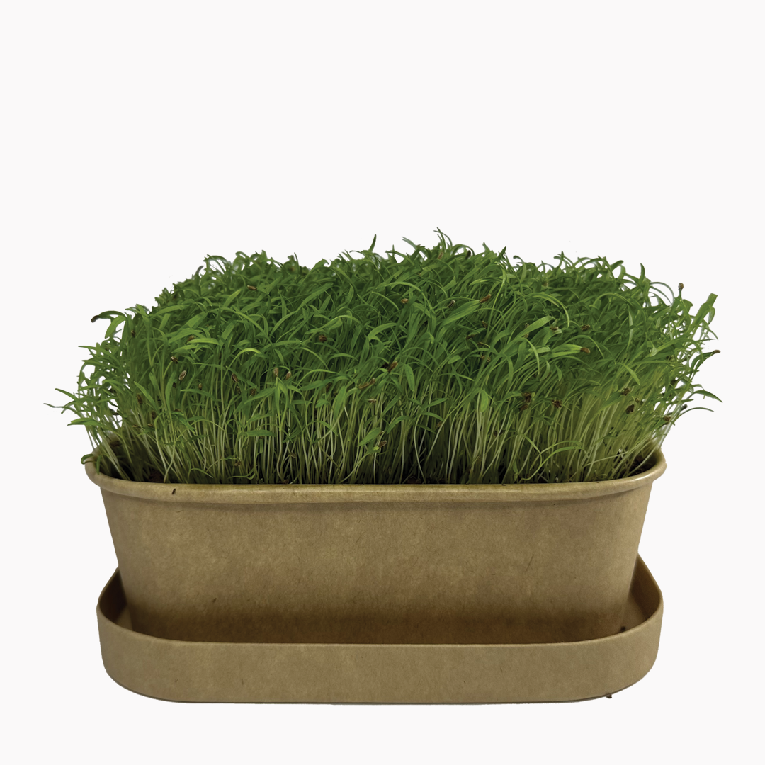 Sada na pěstování microgreens mrkev