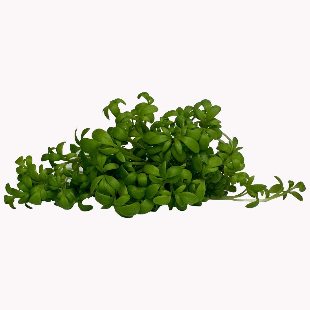 Semená Microgreens | Žerucha siata