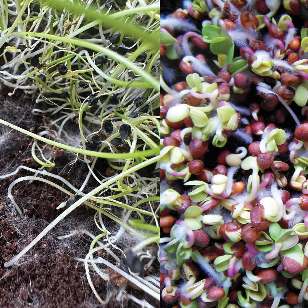 Jak se vyhnout plísním při pěstování microgreens