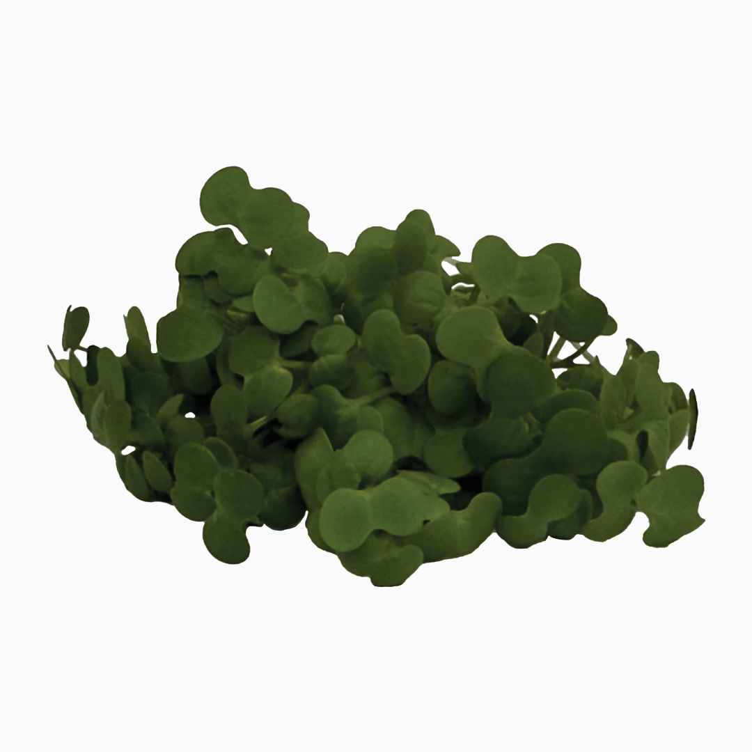 Semená Microgreens | Horčica biela