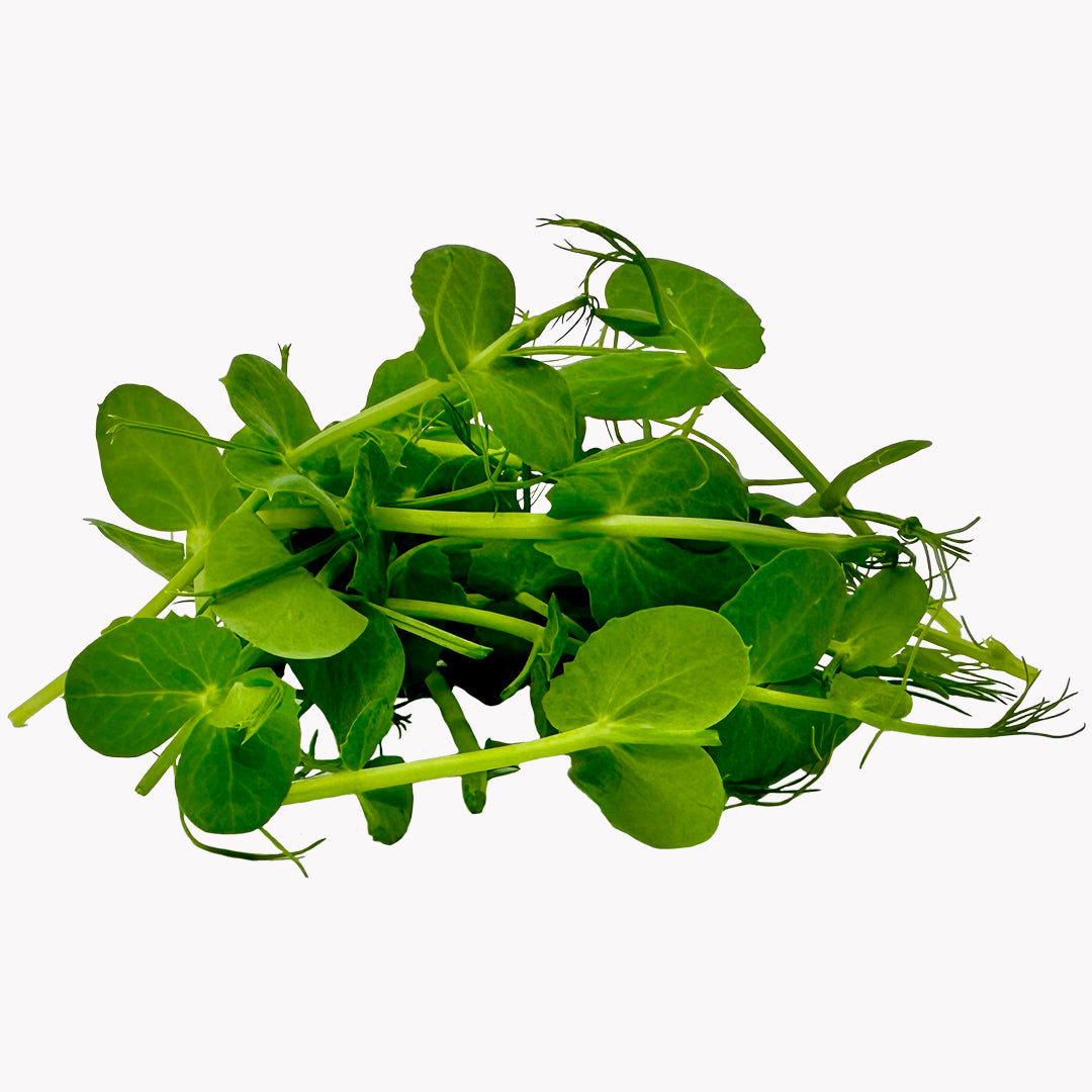 Semená Microgreens | Hrach affyla