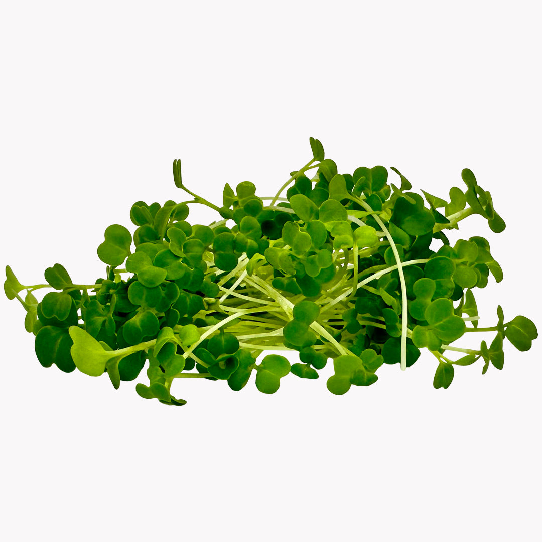 Set najobľúbenejších semienok microgreens