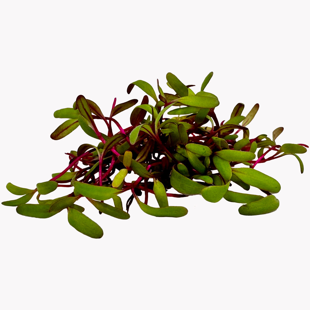 Semená Microgreens | Červená repa 