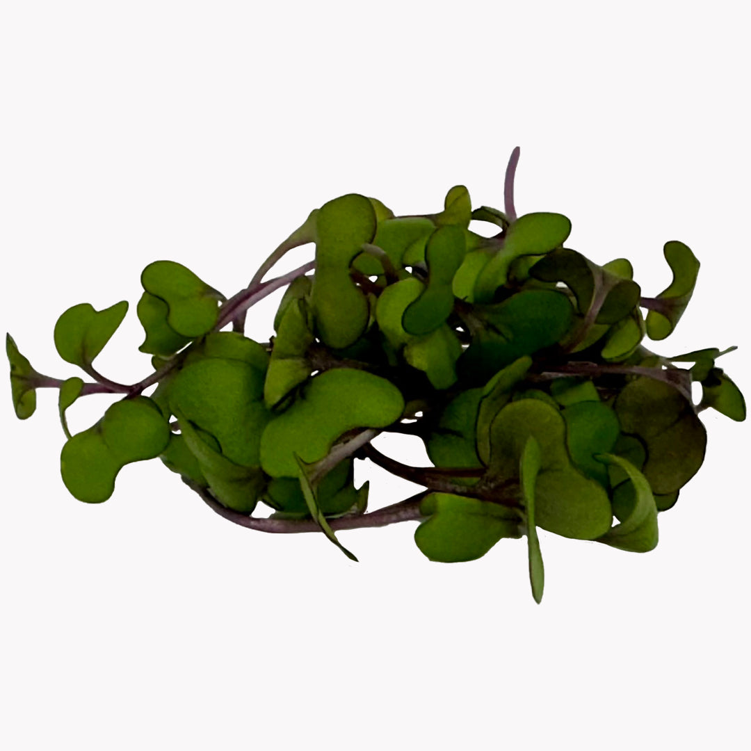 Semená Microgreens | Červená kapusta