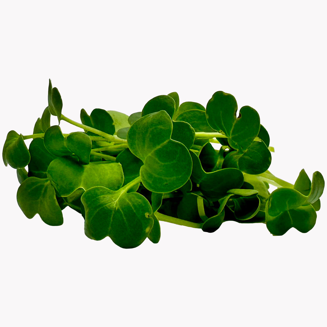 Semená Microgreens | Reďkev daikon