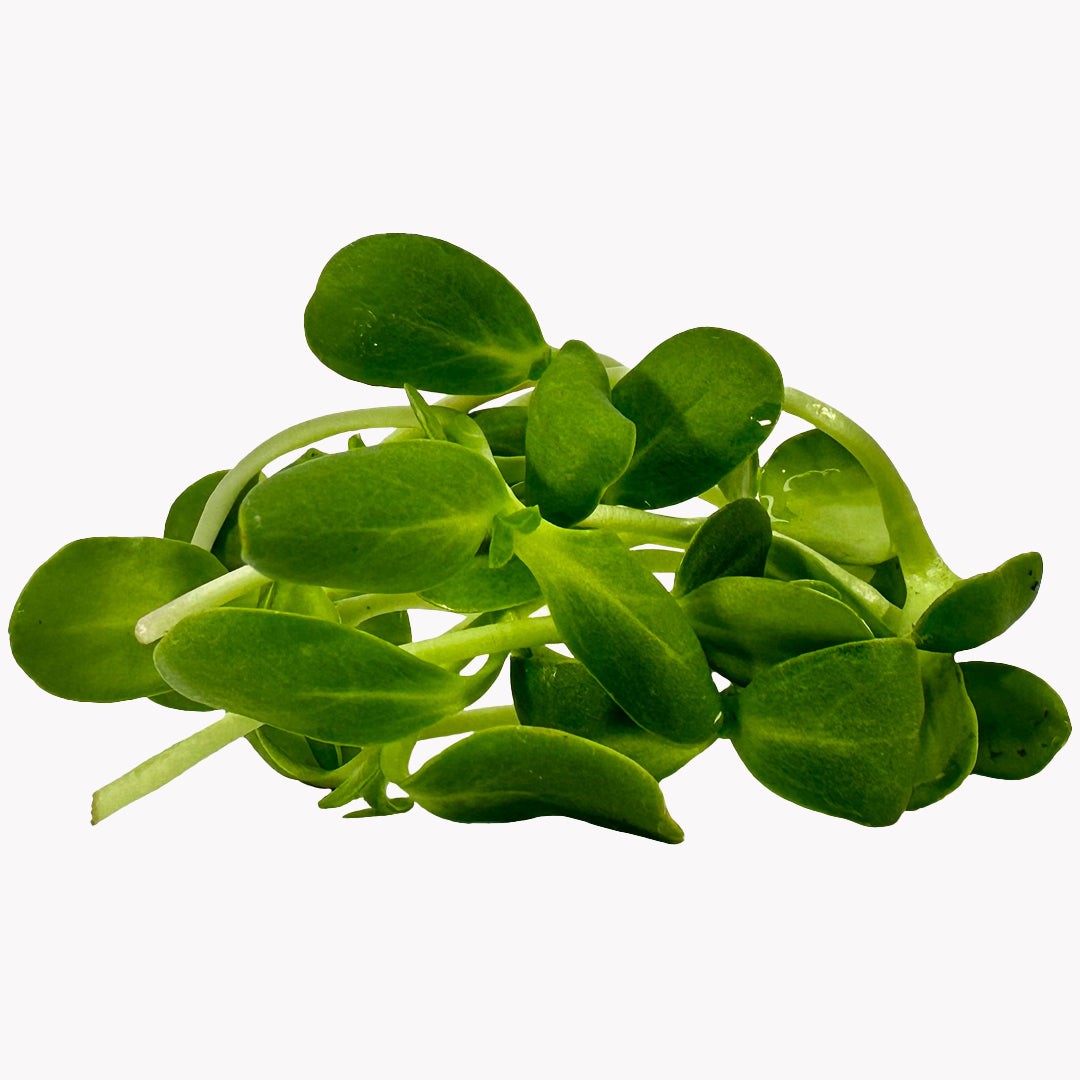 Semená Microgreens | Slnečnica 