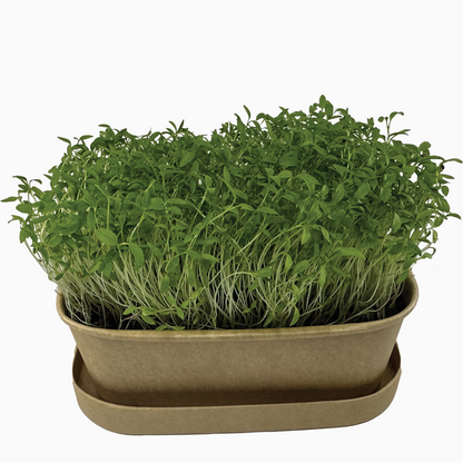 Súprava na pestovanie | Petržlen 