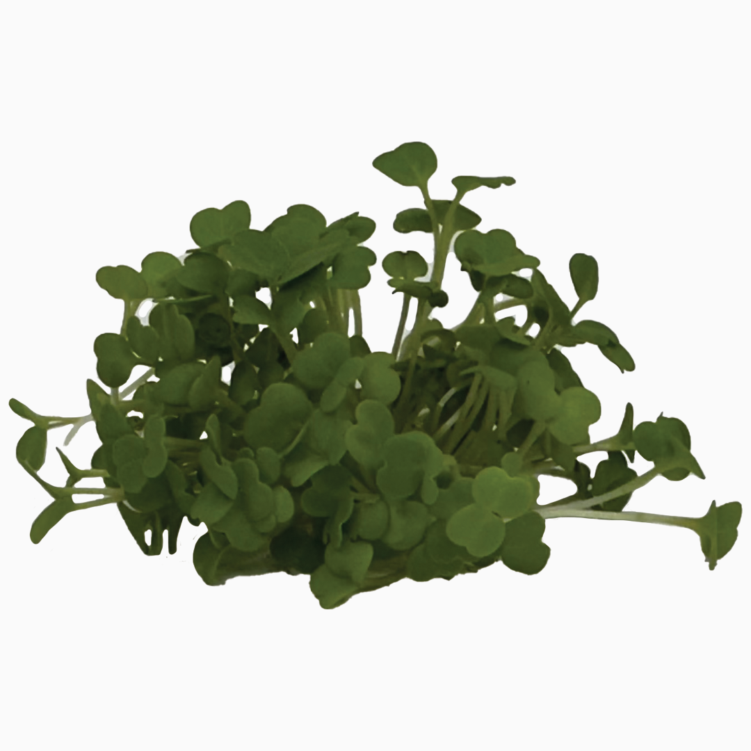 Šalátový boost set semienok microgreens