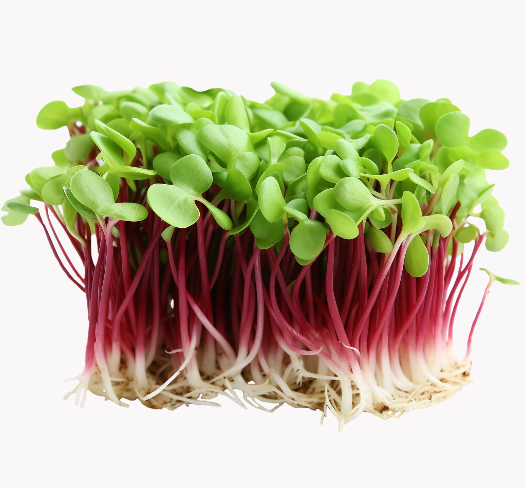 Vyrostlá zelenina microgreens