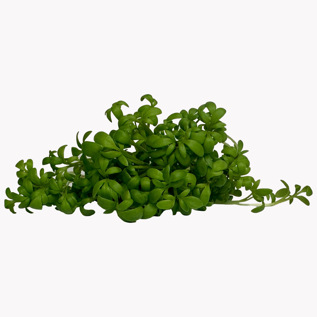 Šalátový boost set semienok microgreens